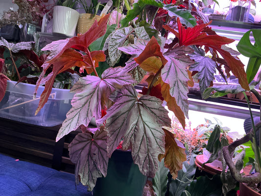 Begonia Lamoon | 6” Pot