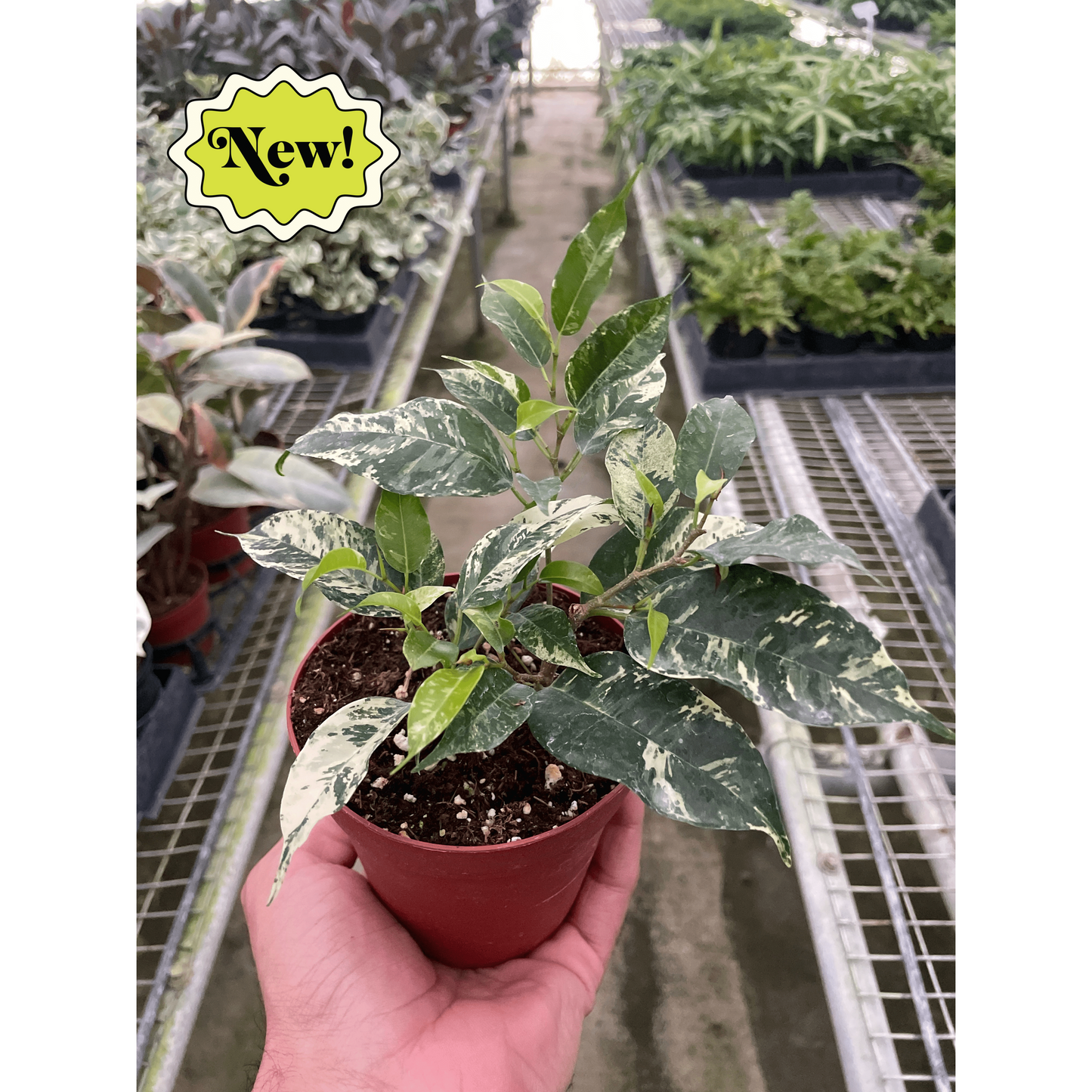 Ficus 'El Dorado'