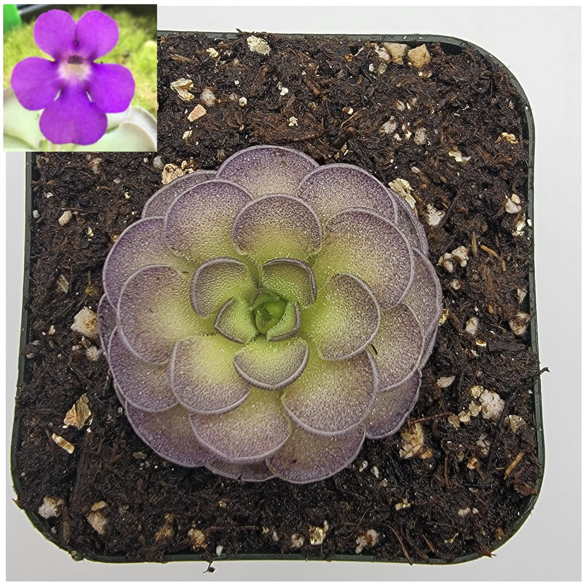 Pinguicula cyclosecta