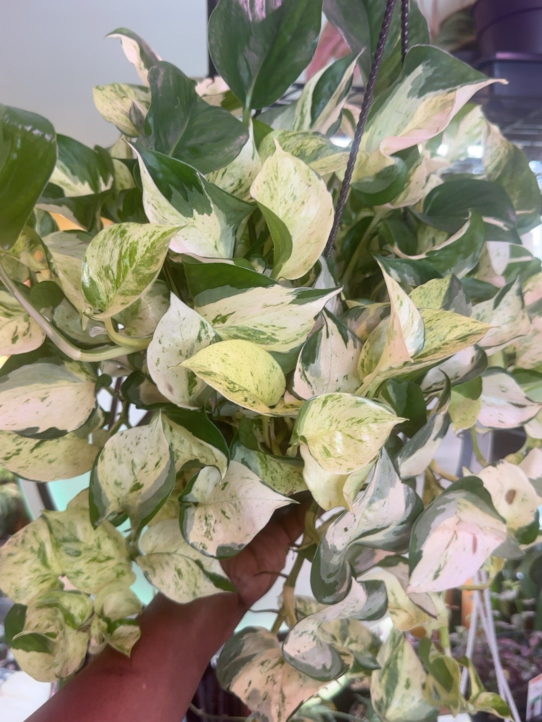 Manjula Pothos in an 8 inch hanging basket, full variegated plant