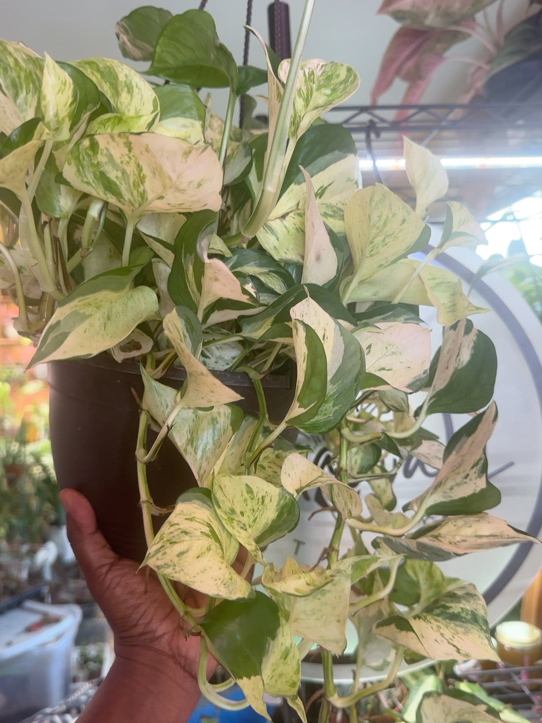 Manjula Pothos trailing from an 8 inch hanging basket, side view