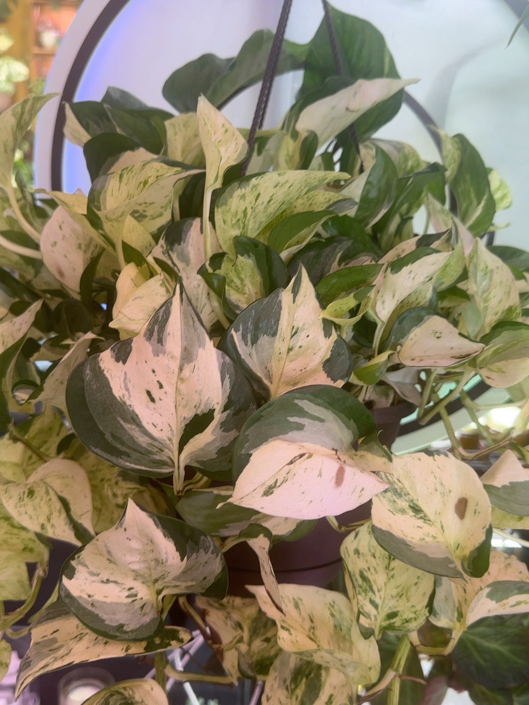 Manjula Pothos cream white and green variegated leaves in an 8 inch hanging basket