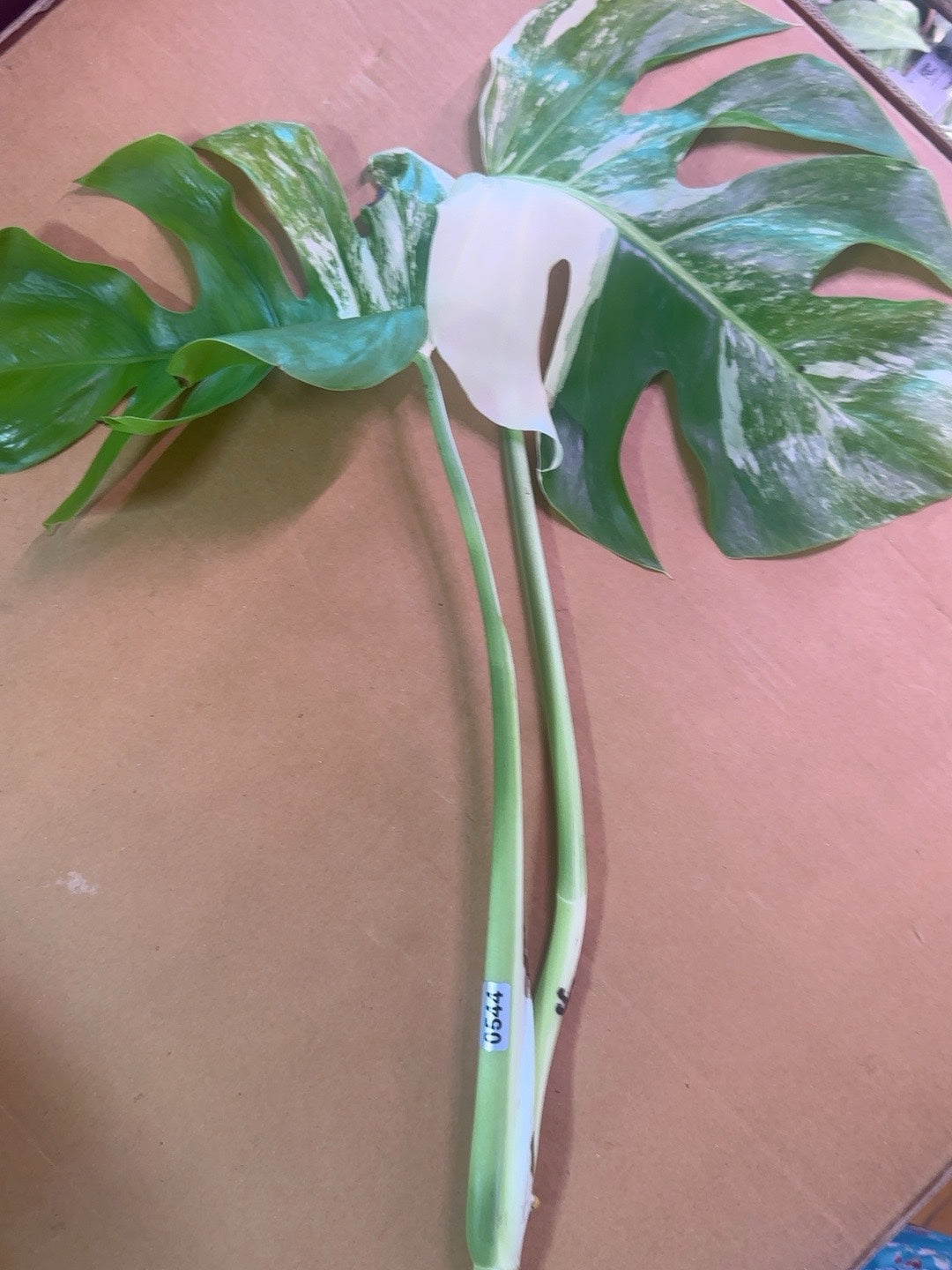 Monstera Albo cutting #0544 shown with full original frame and mature variegated foliage
