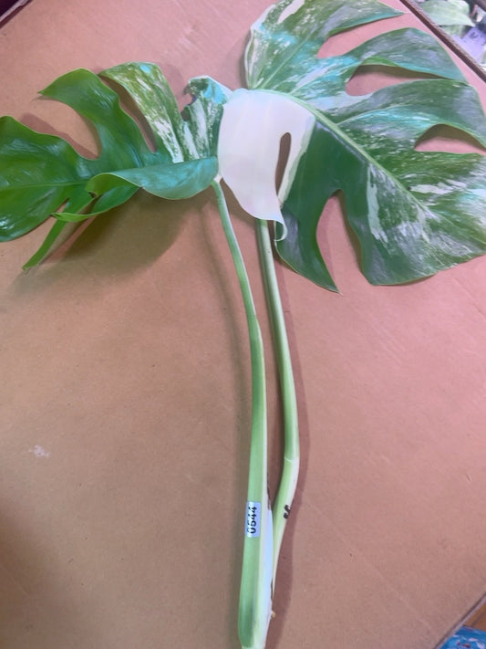 Monstera Albo cutting #0544 shown with full original frame and mature variegated foliage