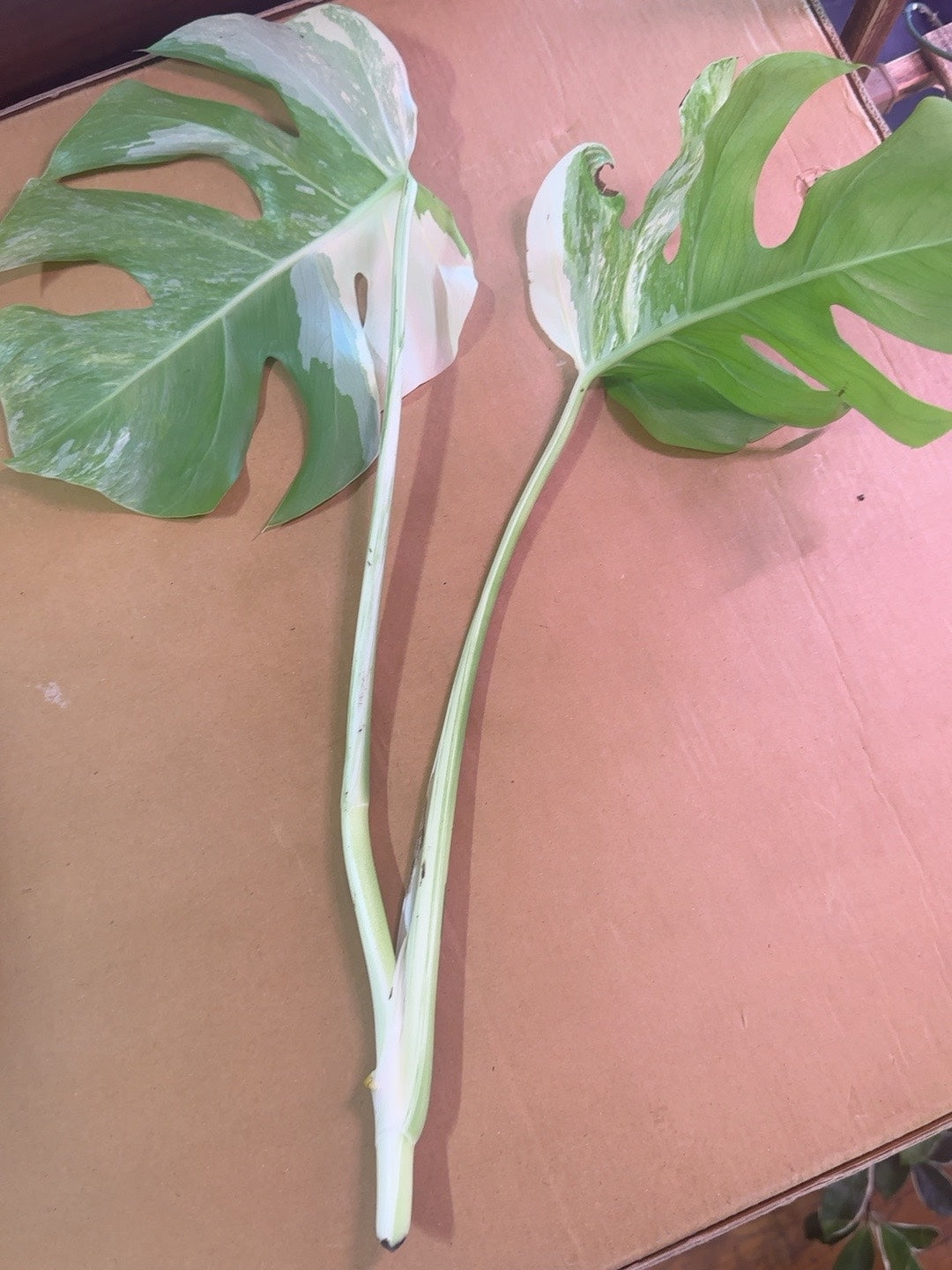 Monstera Albo cutting #0544 shown with full original frame highlighting variegation and stem