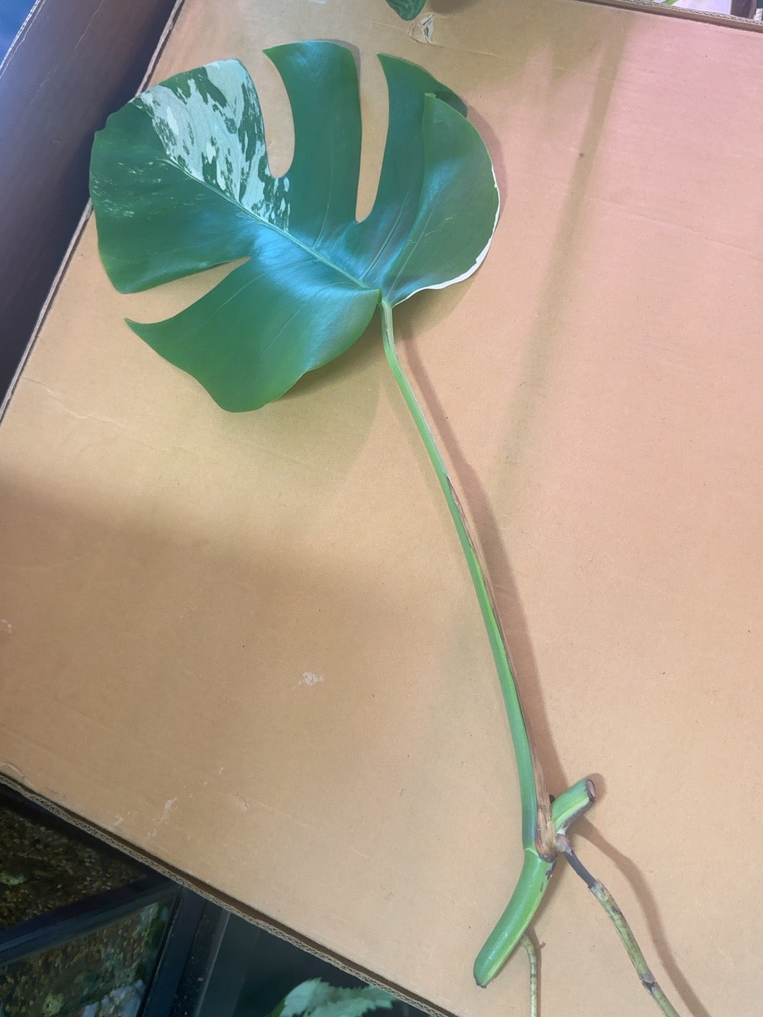 Exact Monstera deliciosa Albo Variegata mid cutting #0546 with one mature fenestrated variegated leaf and aerial roots
