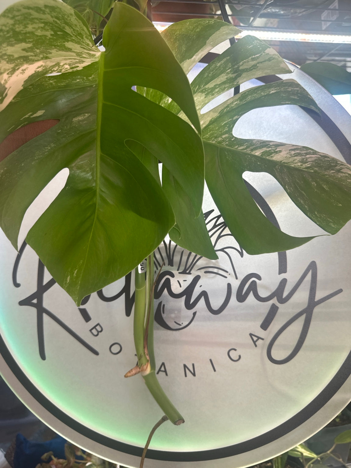 Exact Monstera deliciosa Albo Variegata top cutting #0545 with mature fenestrated variegated leaves