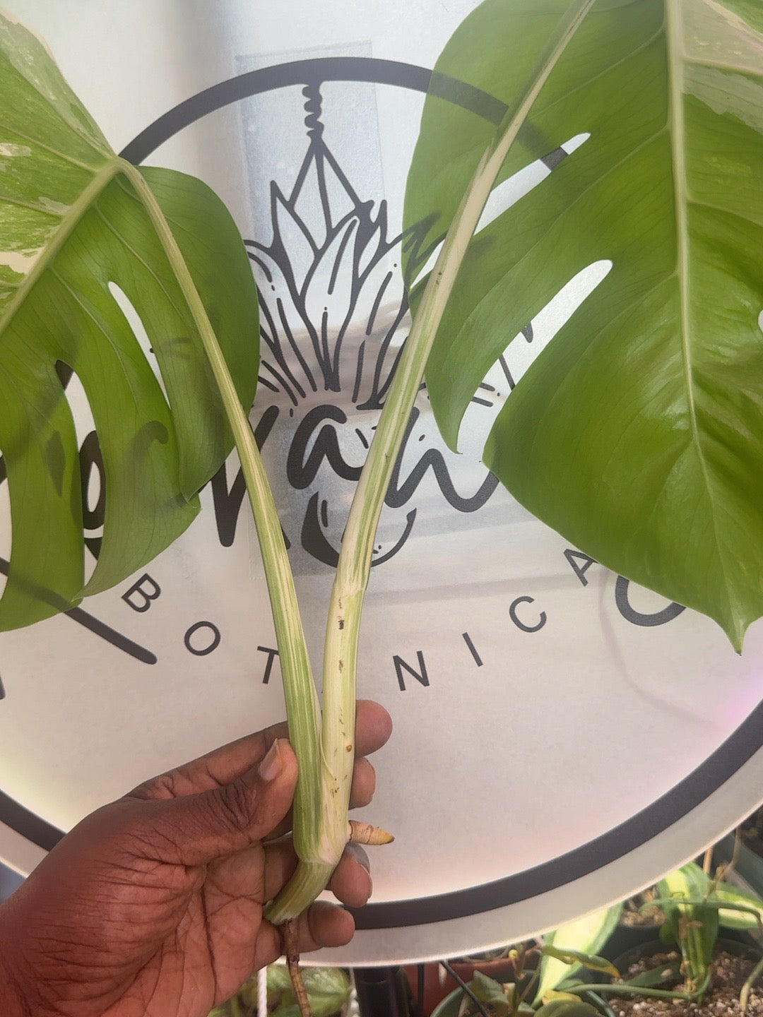 Monstera deliciosa Albo Variegata top cutting #0545 showing variegated stem and aerial root