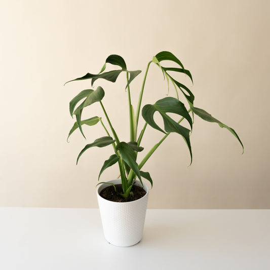Mysteria® Burle Marx Flame