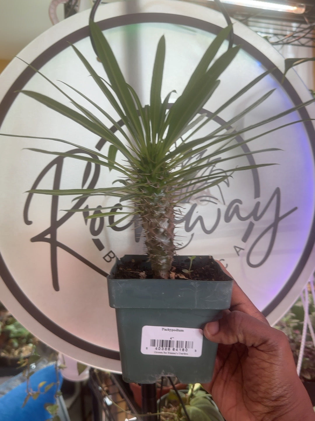 Pachypodium lamerei Madagascar Palm in a 4 inch nursery pot, full plant view