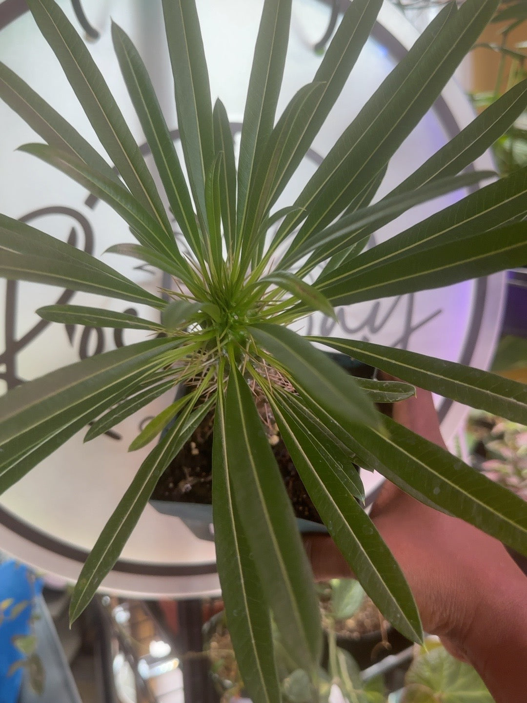 Pachypodium lamerei Madagascar Palm narrow green leaves, top view