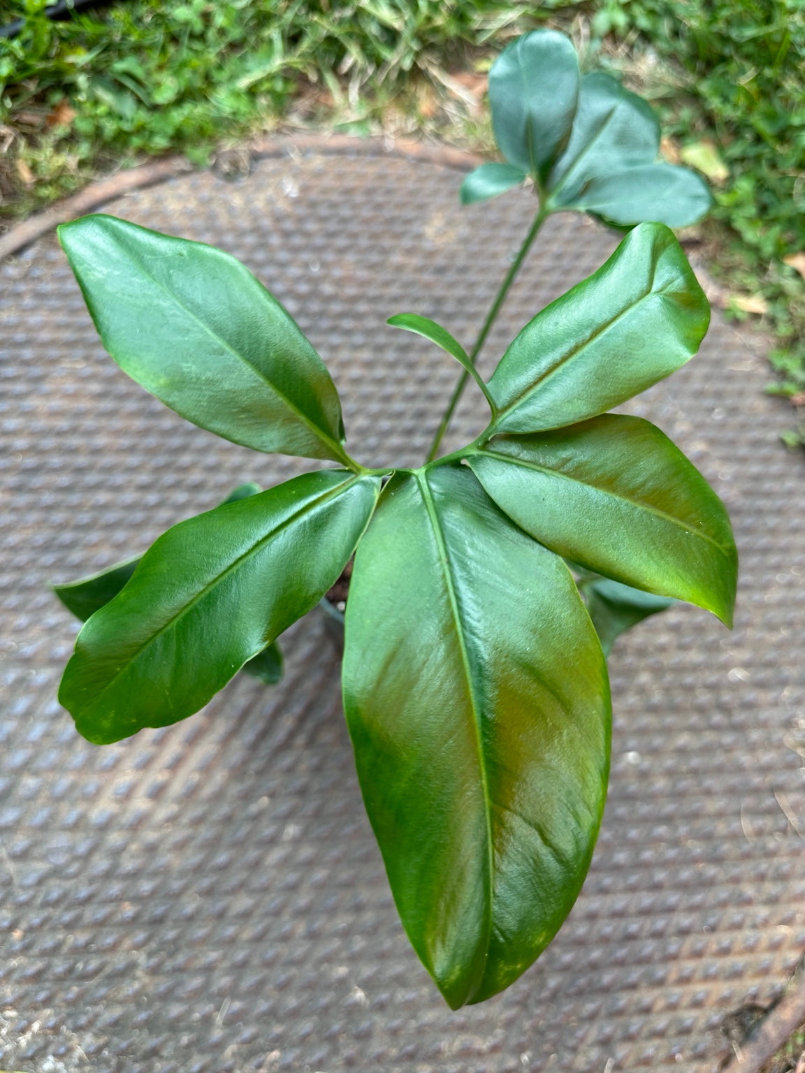 Philodendron Goeldii Fun Bun glossy finger-like leaf segments close-up