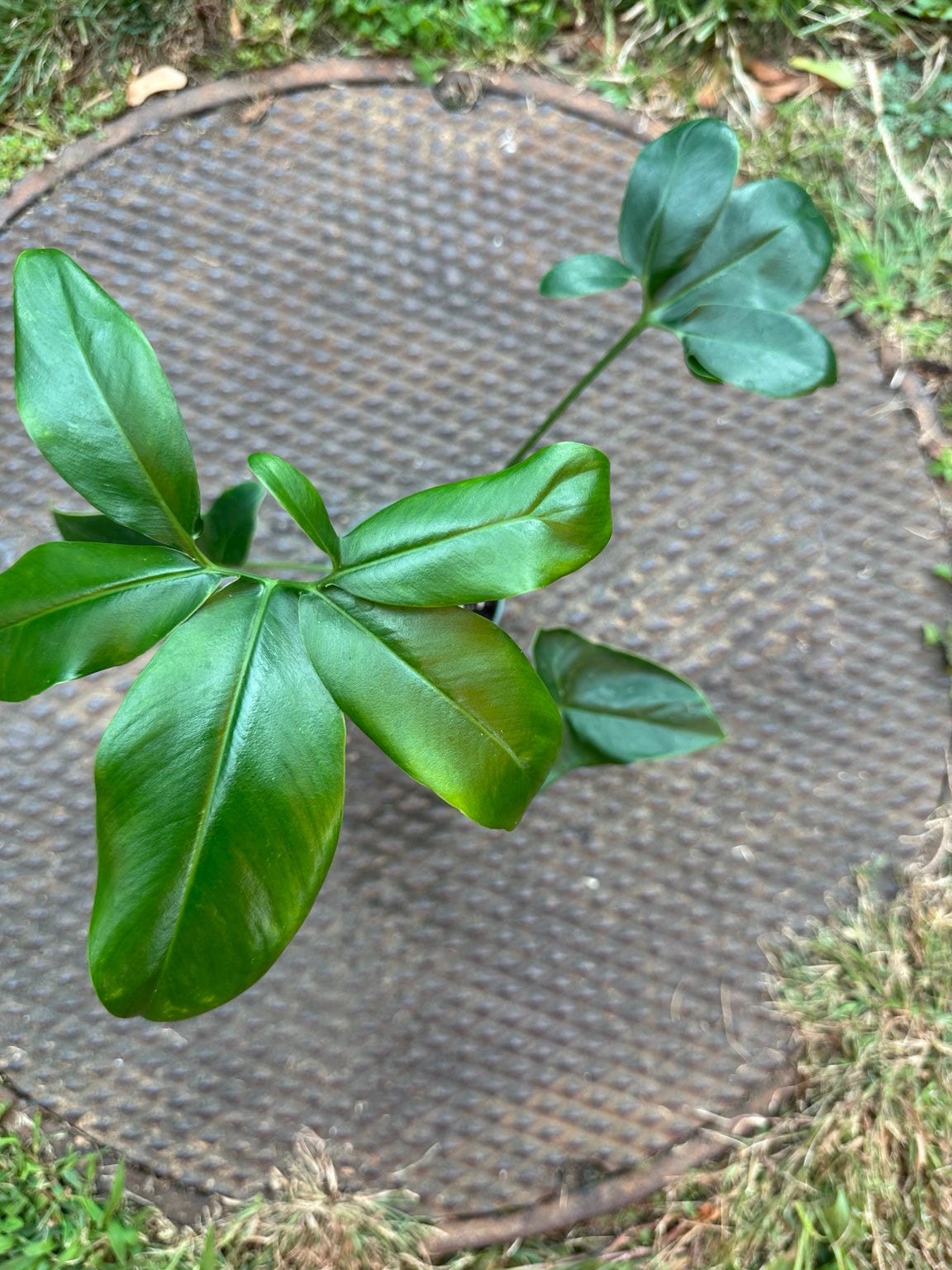 Philodendron Goeldii Fun Bun developing segmented foliage close-up