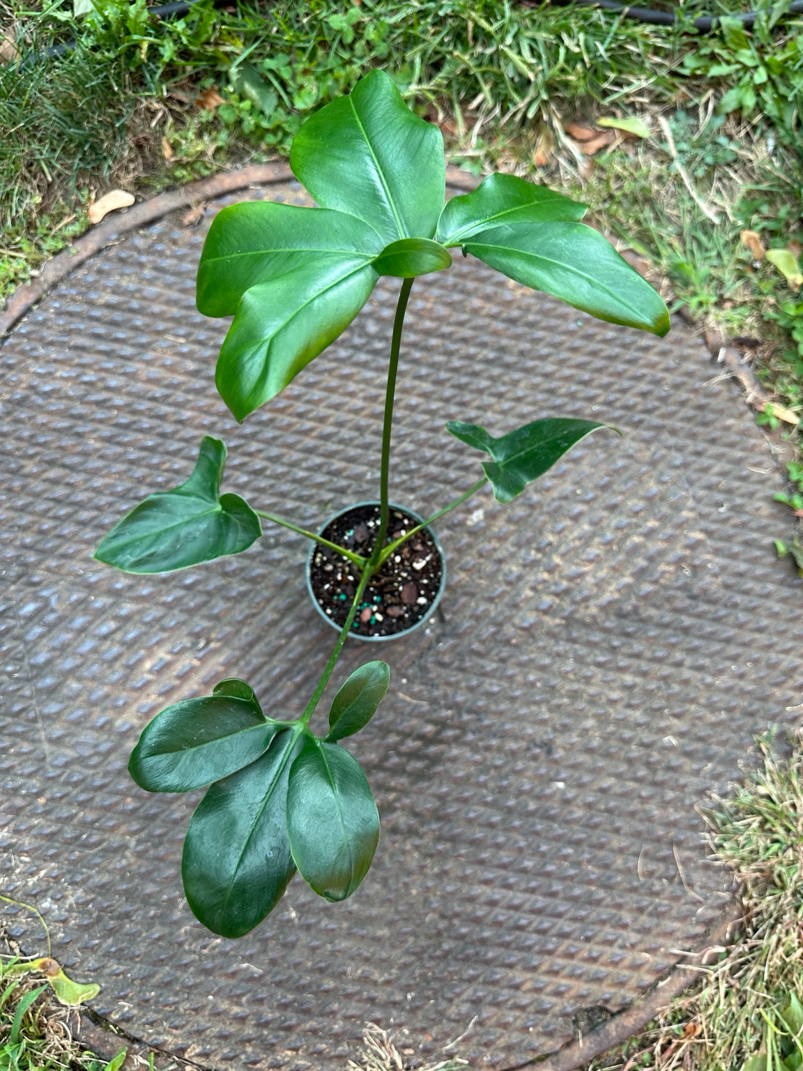 Philodendron Goeldii Fun Bun 3.5-inch pot full plant with finger-like segmented green leaves