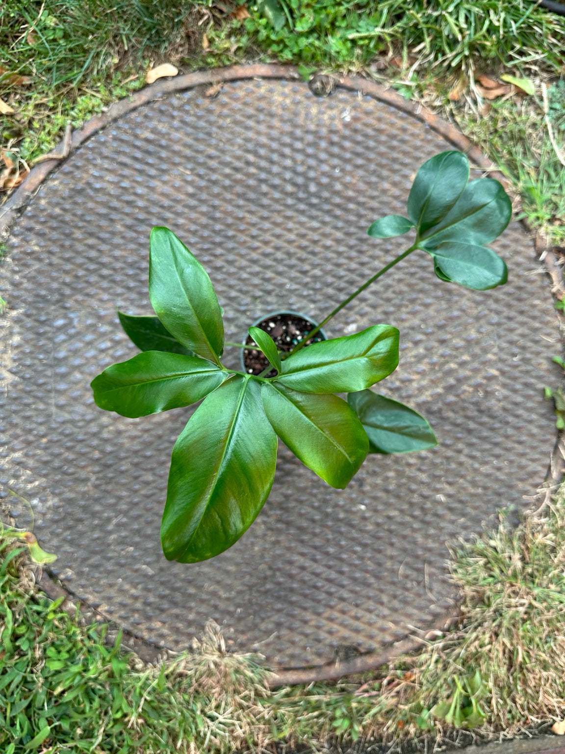 Philodendron Goeldii Fun Bun 3.5-inch pot showing upright stems and divided green foliage