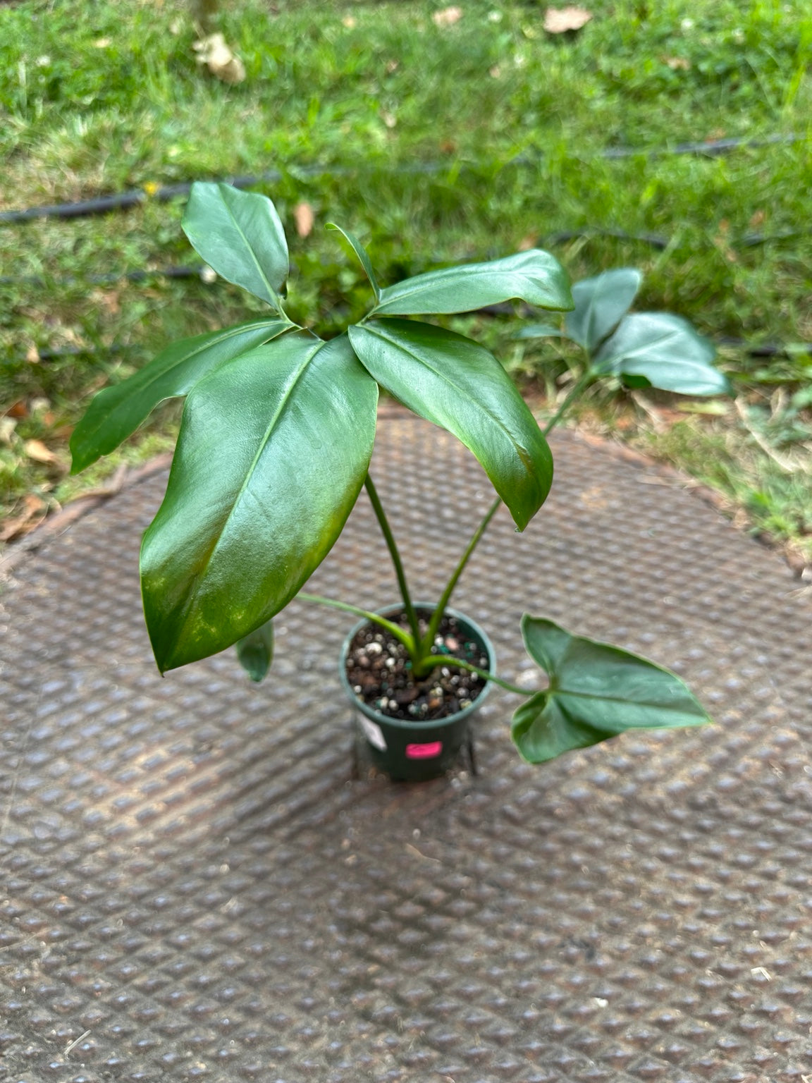 Philodendron Goeldii Fun Bun compact plant with glossy segmented foliage