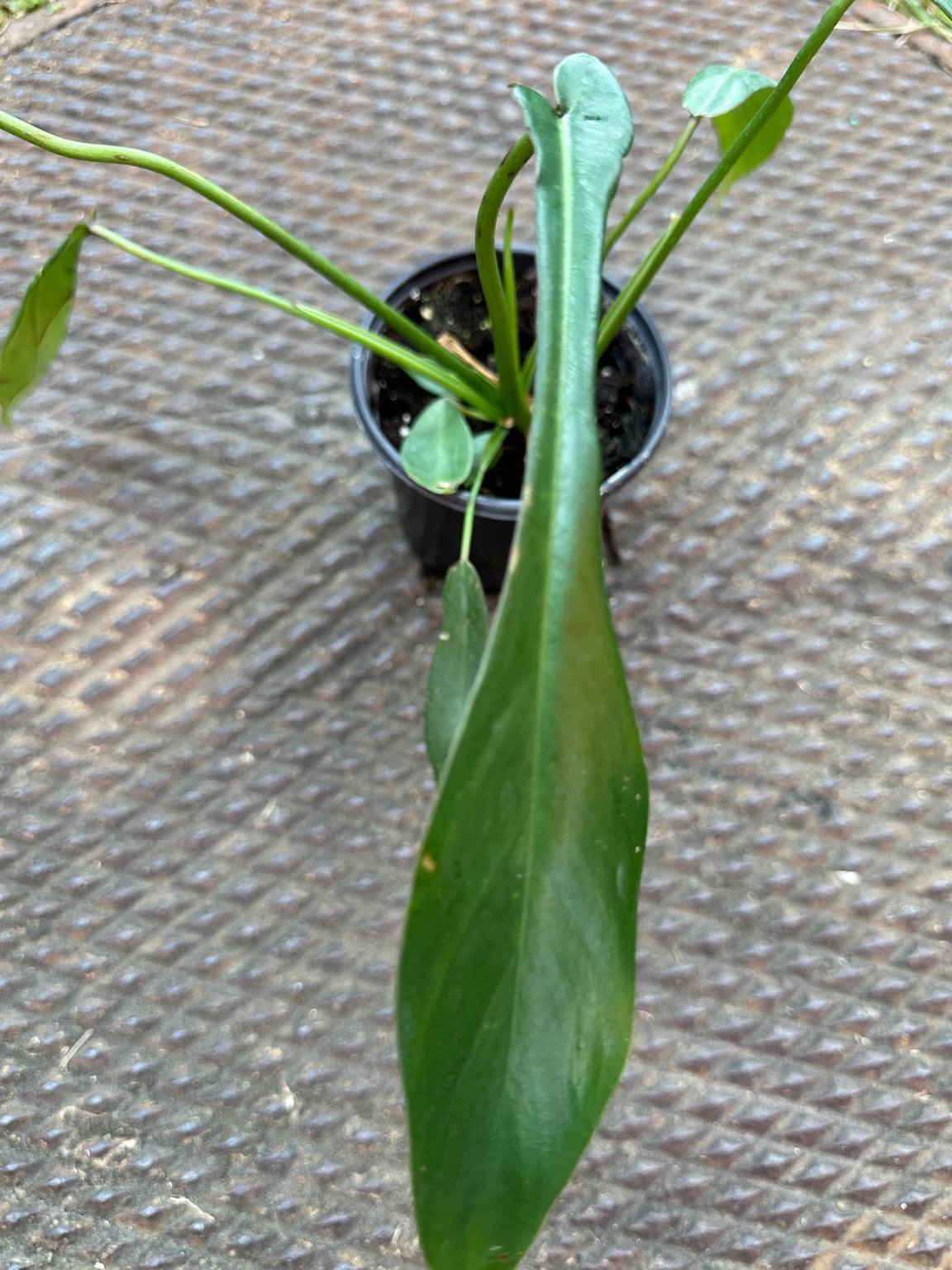 Philodendron Joepii developing narrow lobed leaf close-up