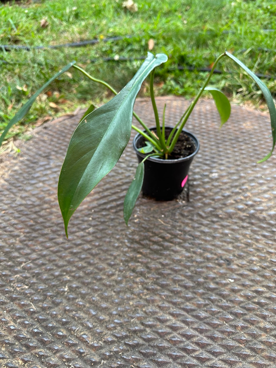 Philodendron Joepii elongated juvenile green foliage close-up