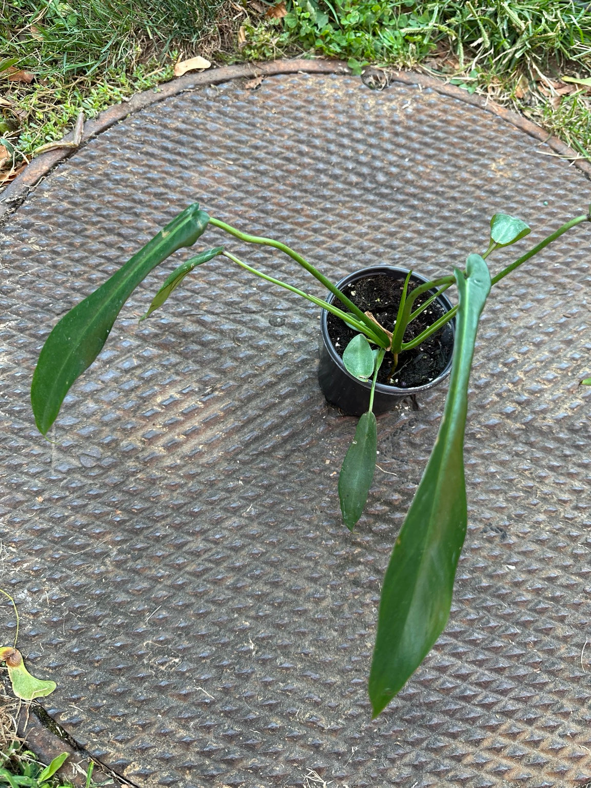 Philodendron Joepii 4-inch pot full plant with long narrow developing lobed green leaves
