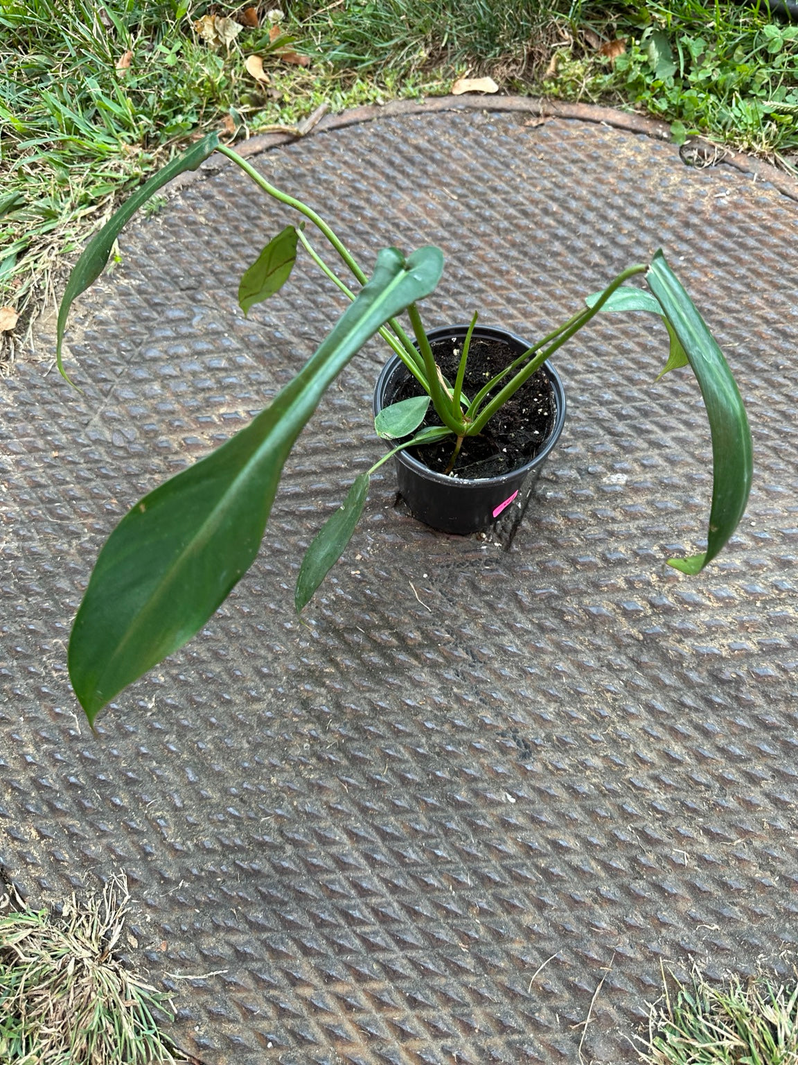 Philodendron Joepii 4-inch pot showing juvenile elongated green foliage