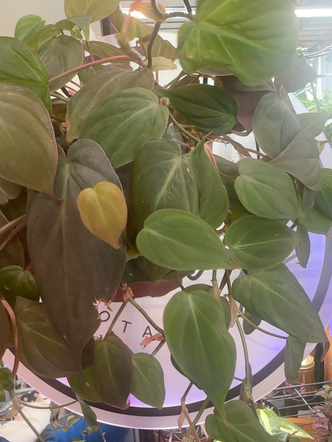Philodendron Micans velvety heart-shaped leaves and trailing vines