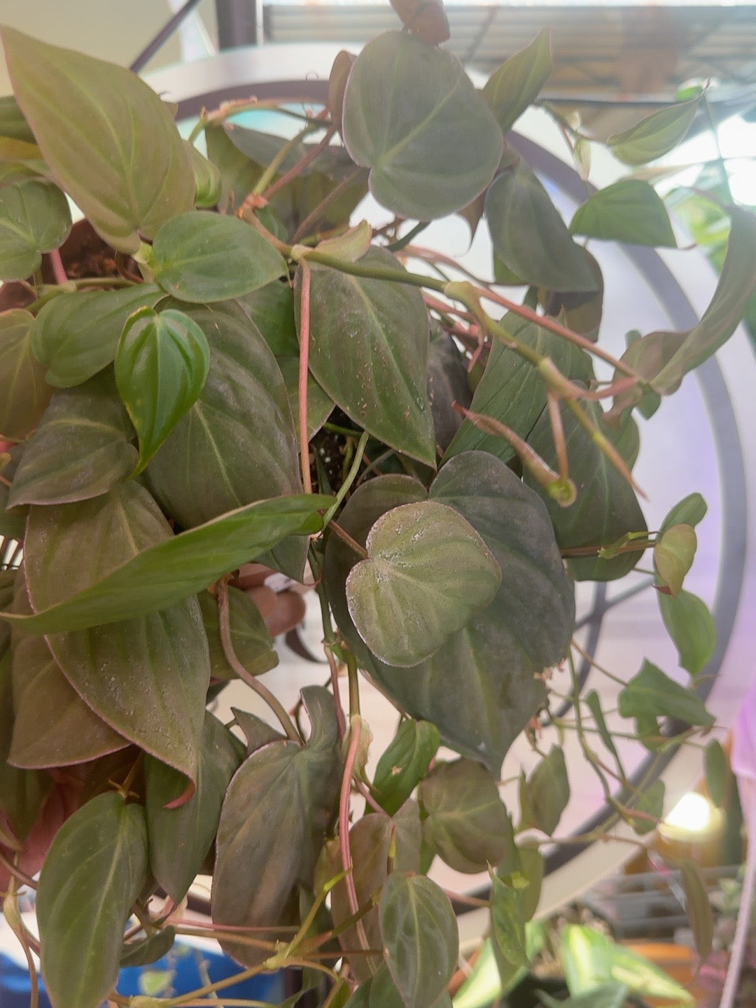 Philodendron Micans in a 6 inch pot with trailing velvety green foliage