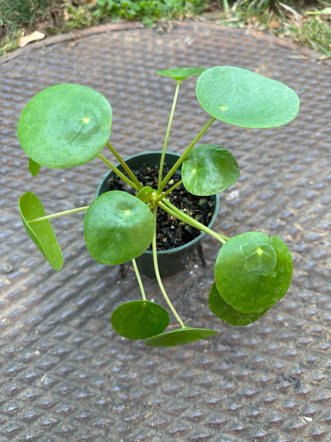 Pilea peperomioides Chinese Money Plant in a 3.5-inch grower pot with round coin-shaped green leaves