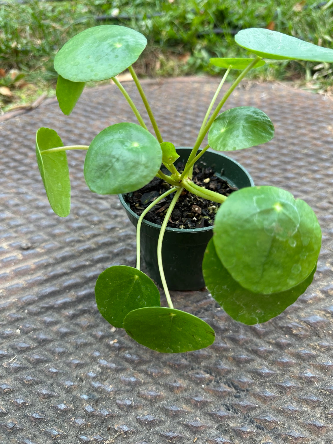 Pilea peperomioides 3.5-inch pot side view showing upright stems and round green foliage