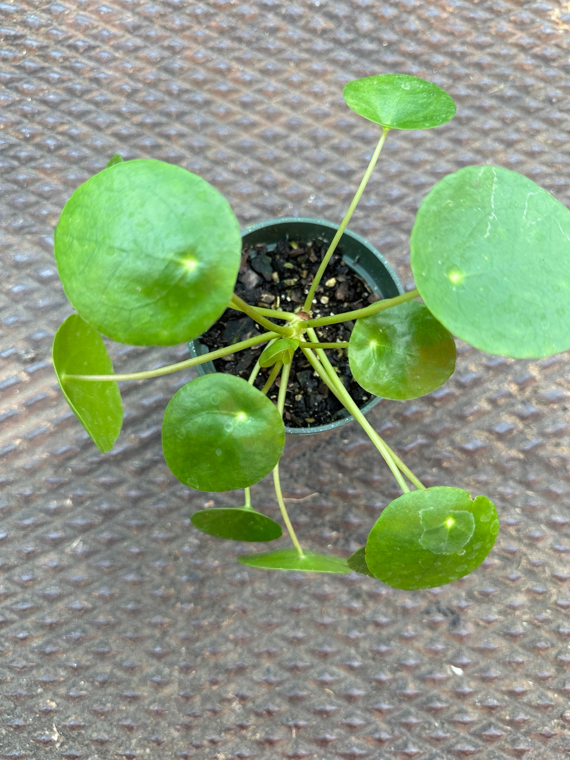 Pilea peperomioides viewed from above showing circular green leaves radiating from the center