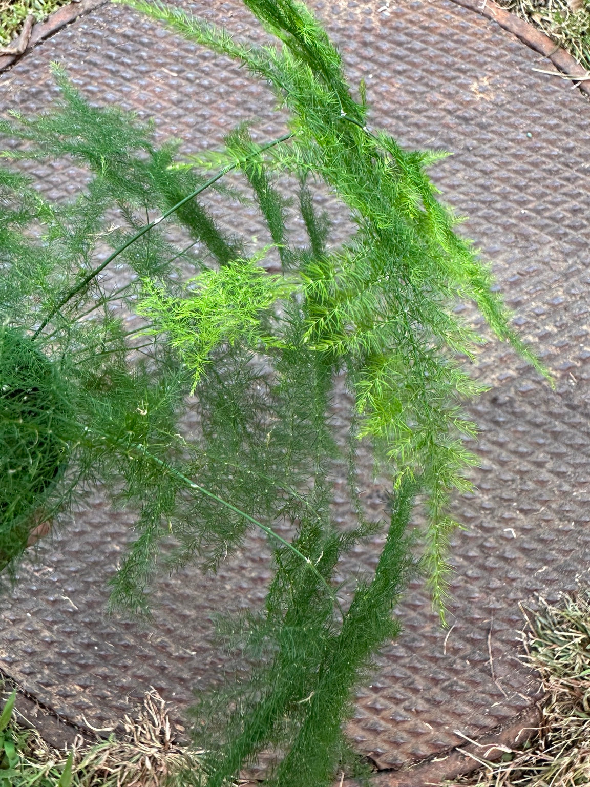 Close-up of Asparagus setaceus Plumosa fern fine feathery foliage