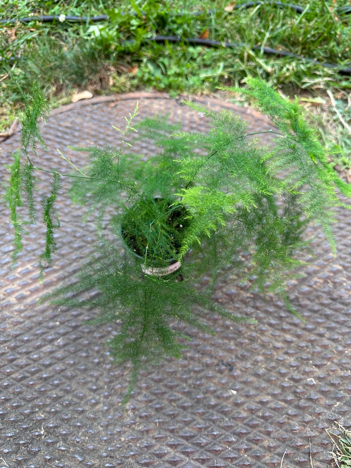 Plumosa fern Asparagus setaceus in a 3.5-inch grower pot with airy feathery green foliage