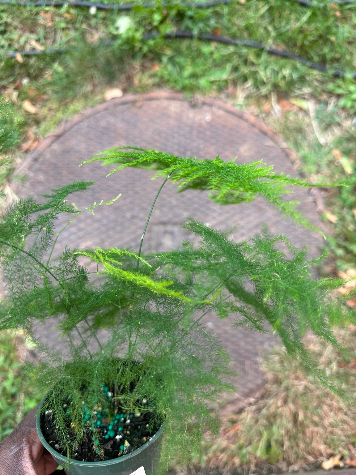 Asparagus setaceus Plumosa fern full plant view in 3.5-inch grower pot