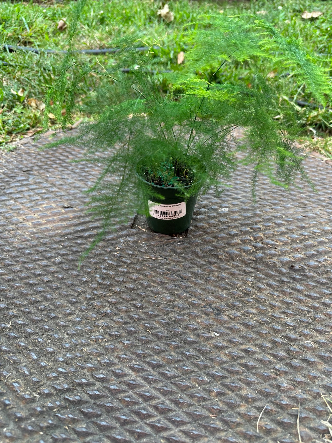Plumosa fern in 3.5-inch nursery pot showing fine feathery foliage