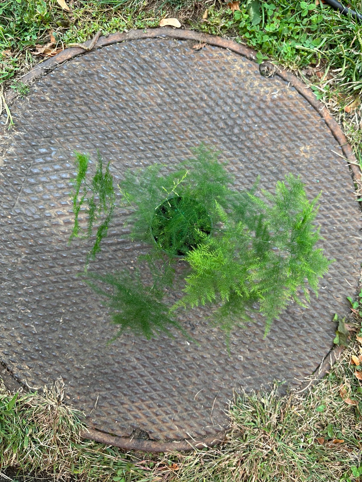 Plumosa fern viewed from above showing delicate branching green fronds