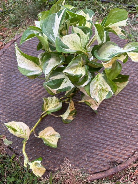 Pothos Ivory Knight 4.5-inch hanging basket full plant with green and creamy white variegated foliage