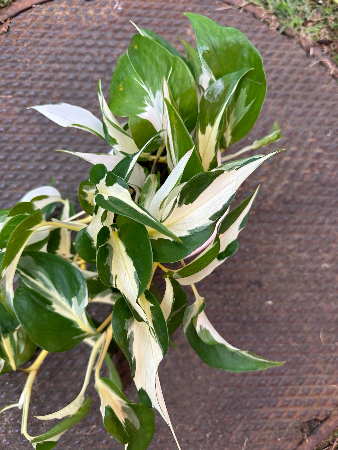 Pothos Mutant Manjula variegated foliage close-up with broad white sectors and green margins