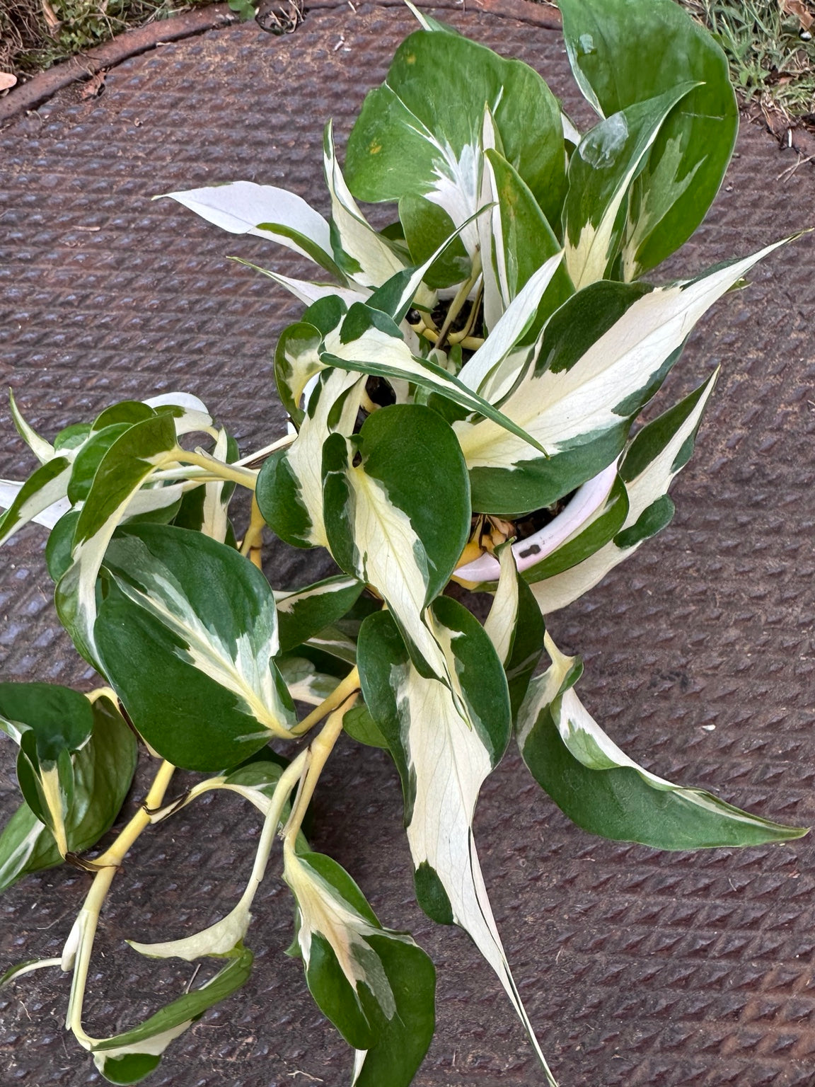 Pothos Mutant Manjula white and green heart-shaped leaves close-up