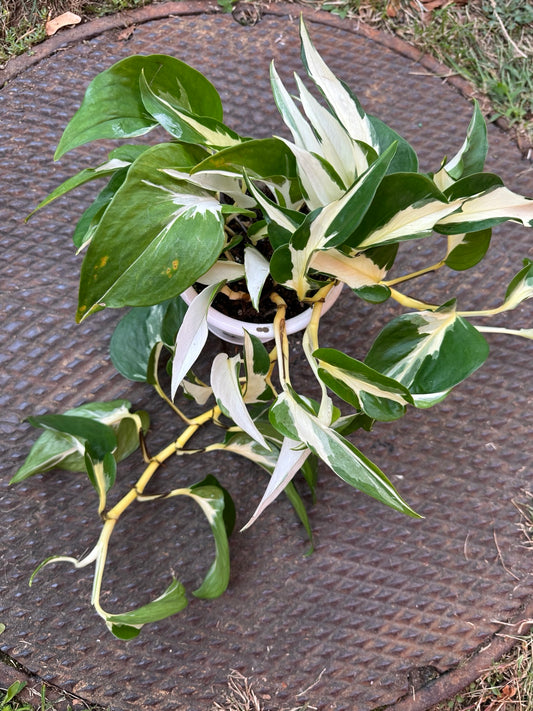 Pothos Mutant Manjula 4.5-inch hanging basket full plant with green and creamy white variegated foliage