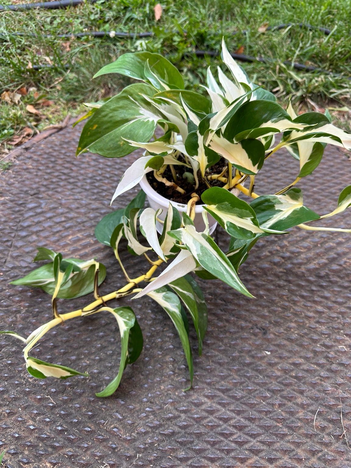 Pothos Mutant Manjula trailing 4.5-inch hanging basket with dramatic white and green variegation