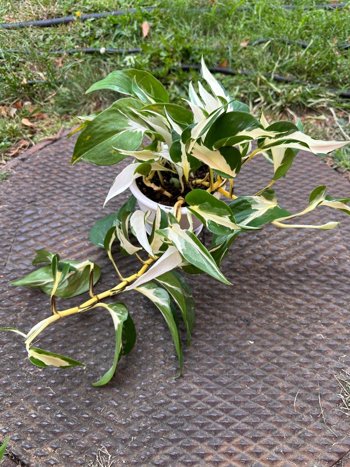 Pothos Mutant Manjula 4.5-inch hanging basket showing trailing cream and green vines