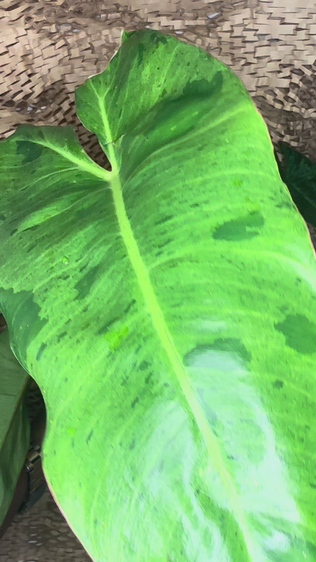 🌿 Philodendron Paraiso Verde (Paradise Green)