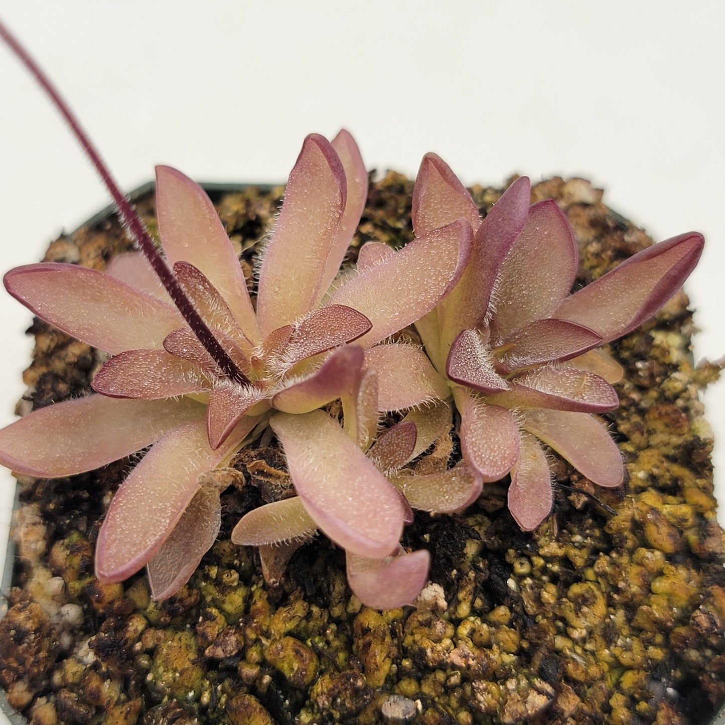 Pinguicula cv. 'BCP Crystal'