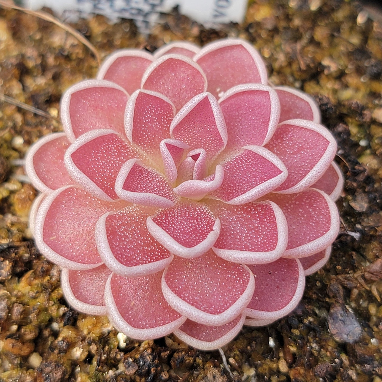 Pinguicula ehlersiae {Tolantongo}