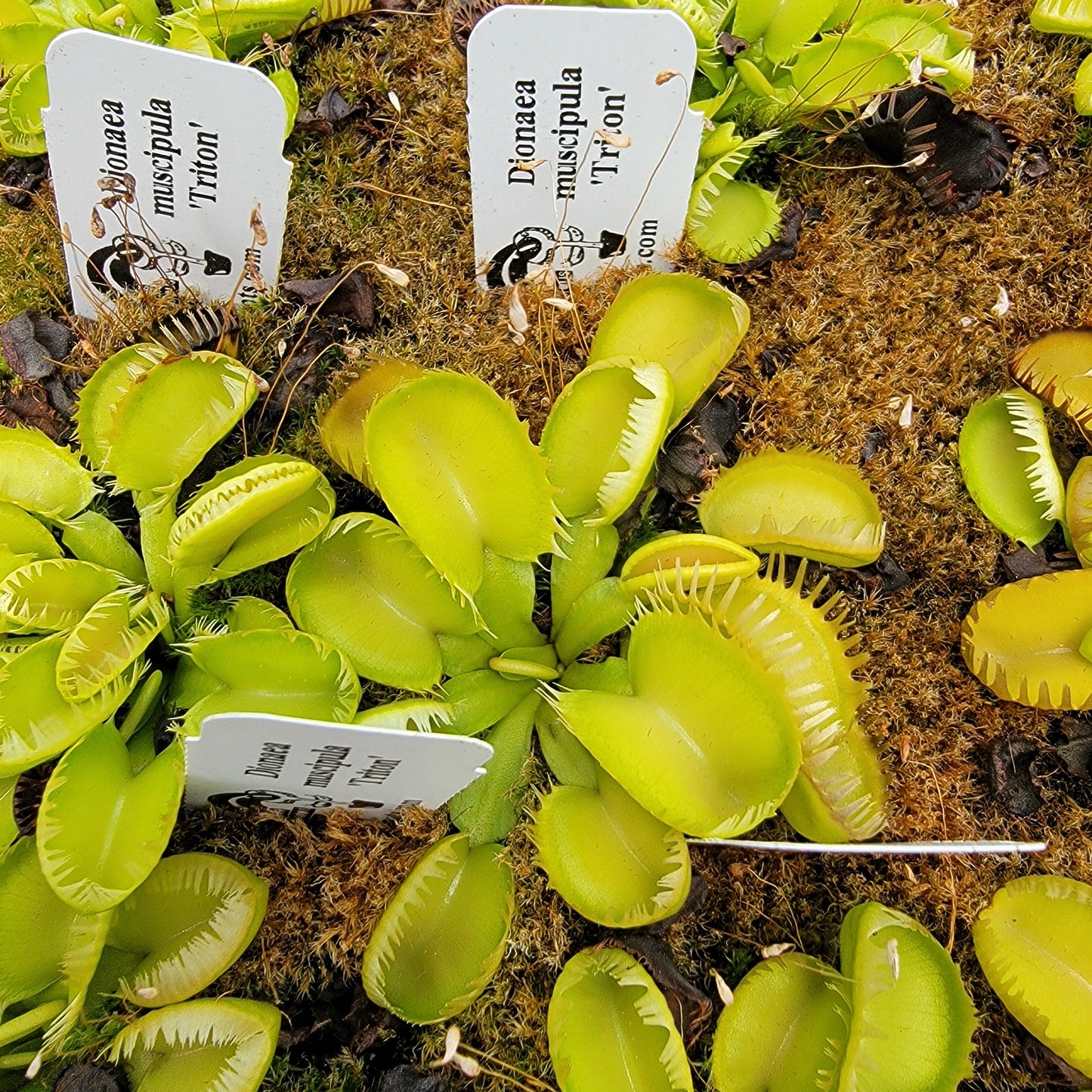 Venus flytrap (Dionaea muscipula) 'Triton'