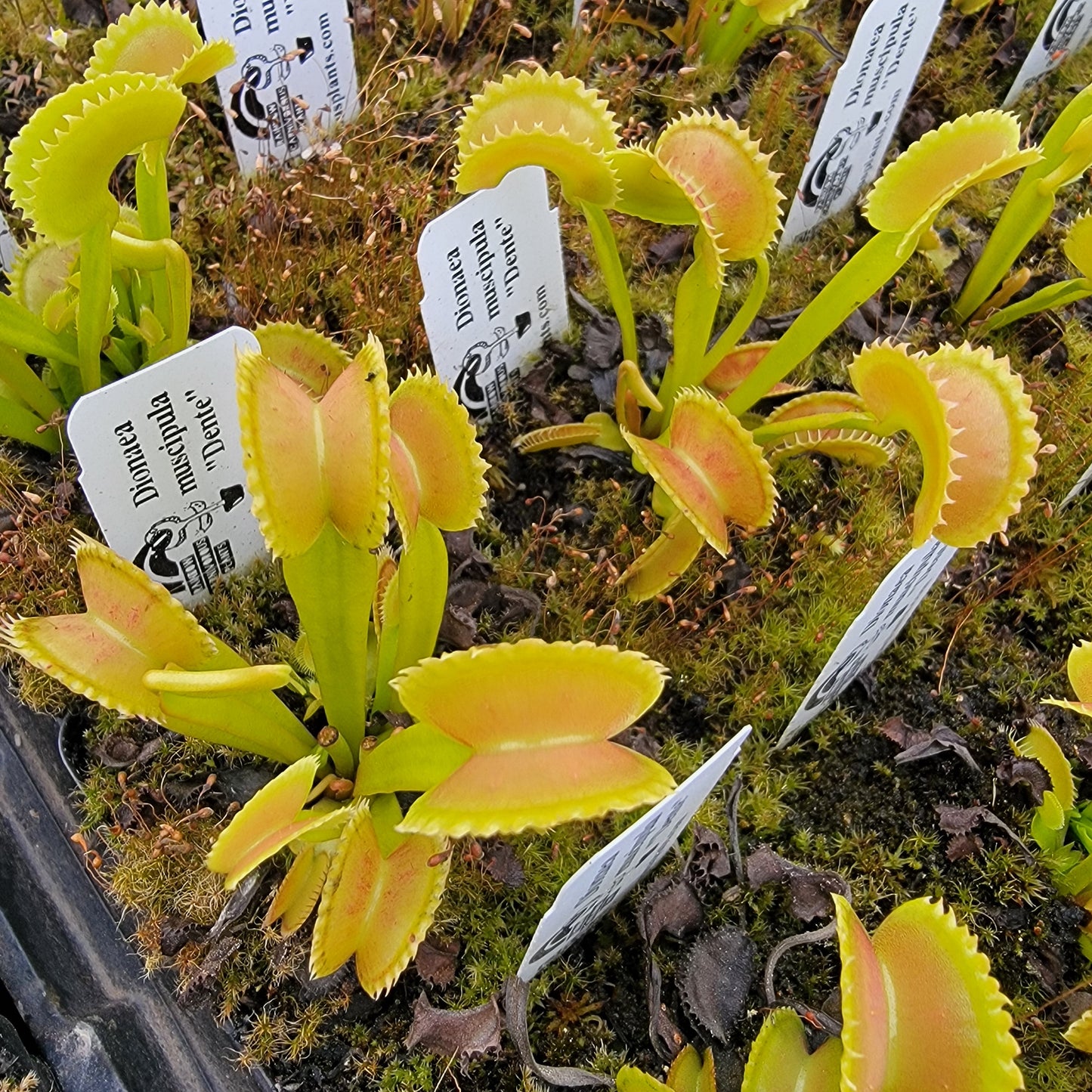Venus flytrap (Dionaea muscipula) "Dente"