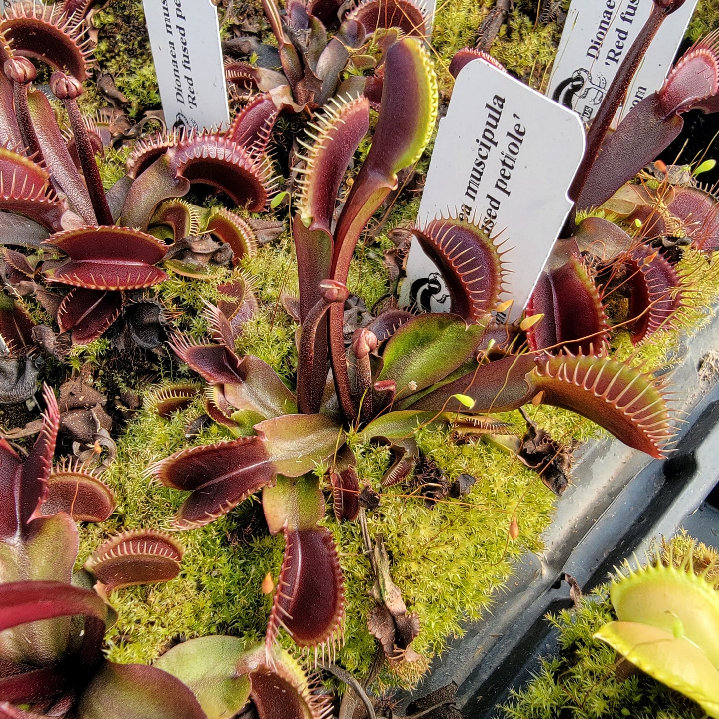 Venus flytrap (Dionaea muscipula) 'Red Fused Petiole'