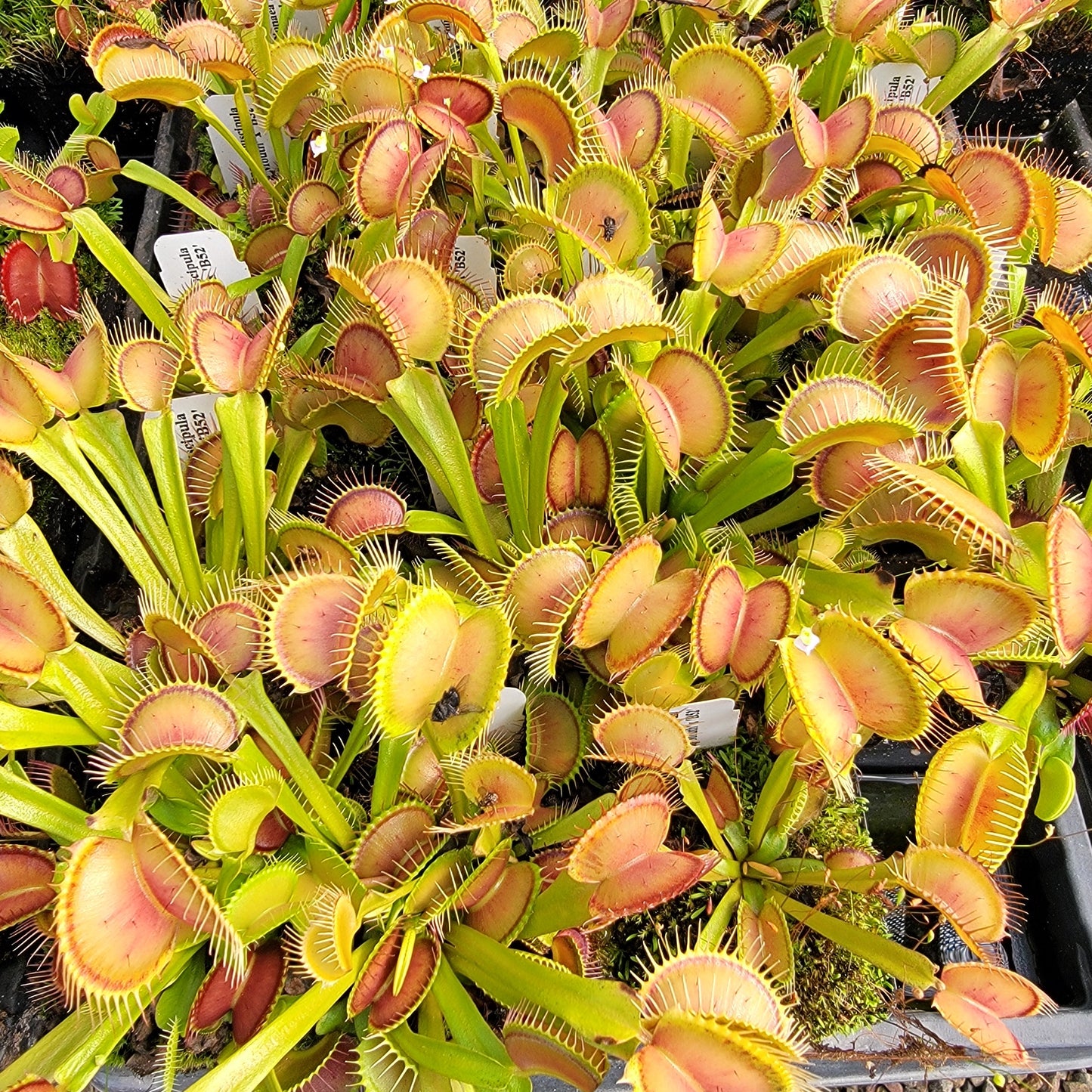 Venus flytrap (Dionaea muscipula) 'Big Mouth' x 'B52'