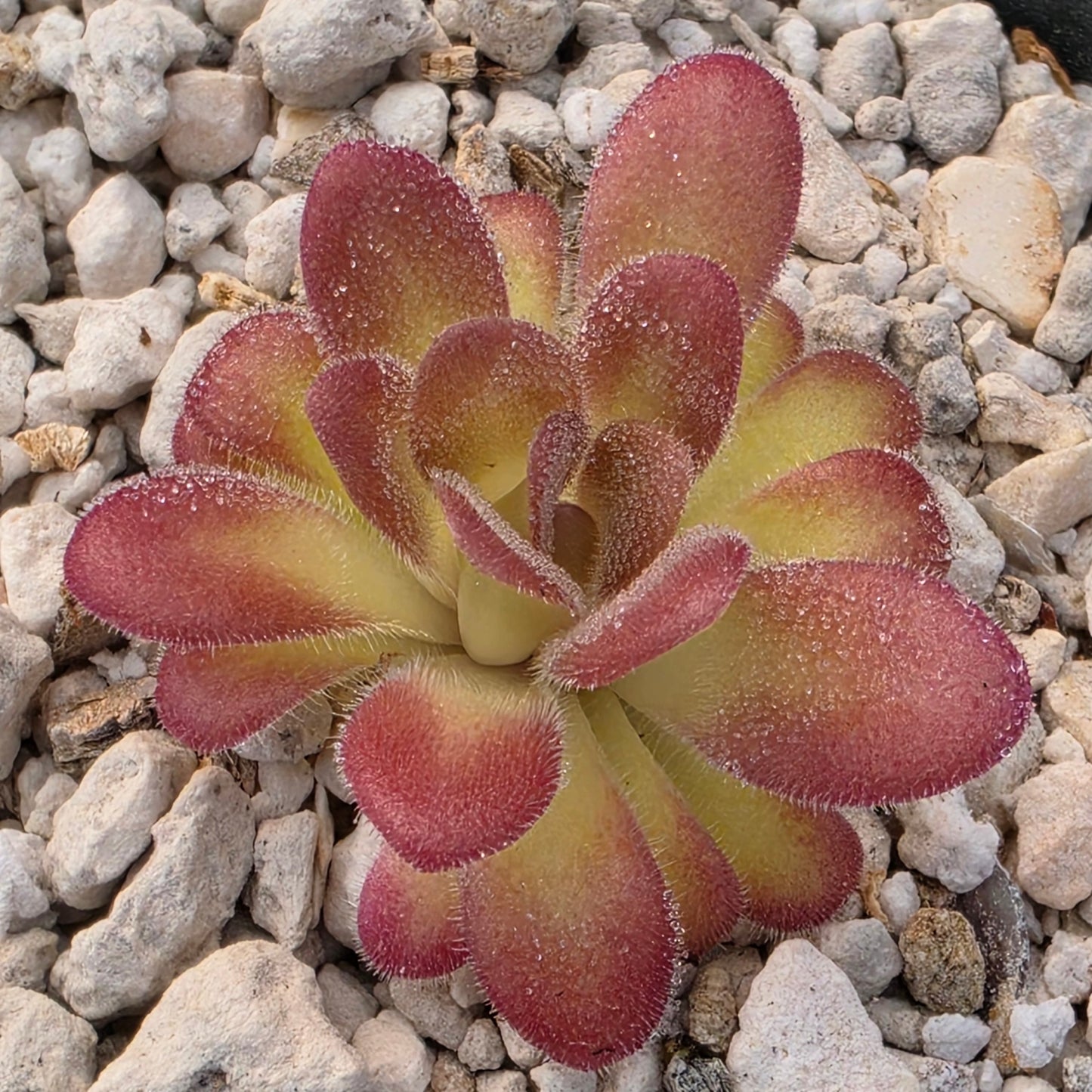 Pinguicula agnata 'El Lobo' x gypsicola