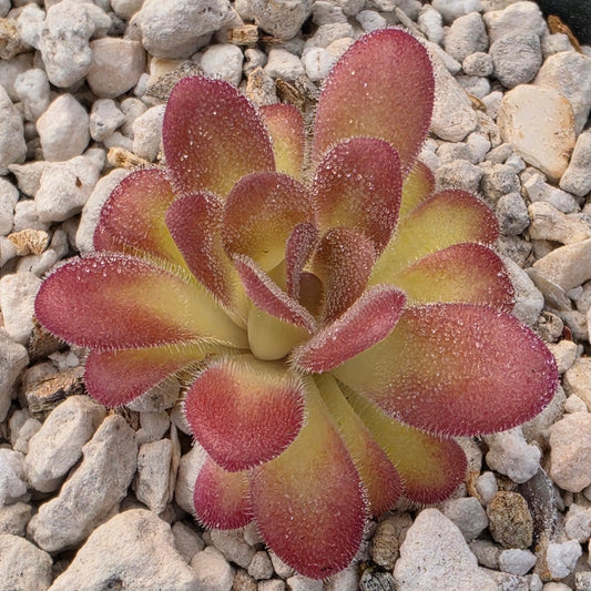 Pinguicula agnata 'El Lobo' x gypsicola