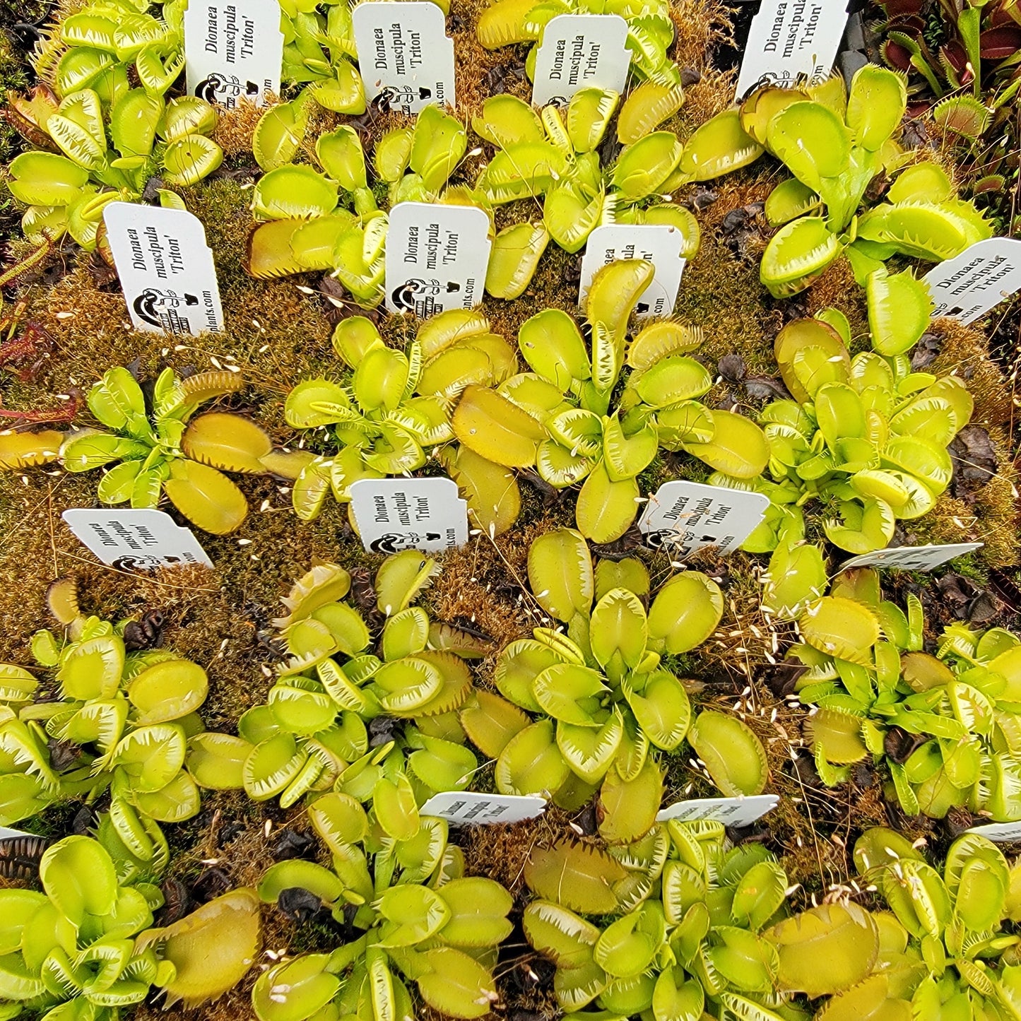 Venus flytrap (Dionaea muscipula) 'Triton'